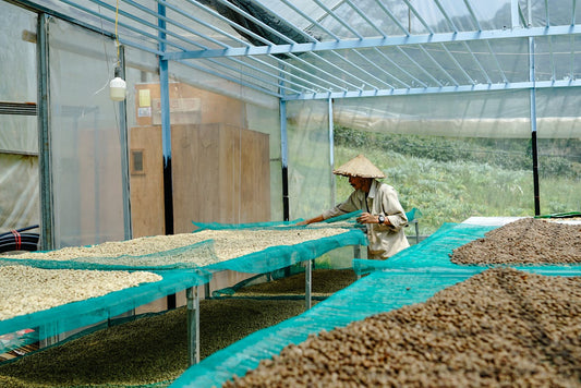 The Bitter Truth About Commercial Coffee Production
