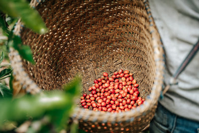 What Makes Coffee Organic?